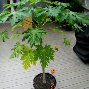 Papaya Desi plant